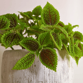 Pilea Mollis Moon Valley - 