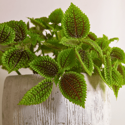 Pilea Mollis Moon Valley - 