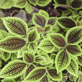 Pilea Mollis Moon Valley - 