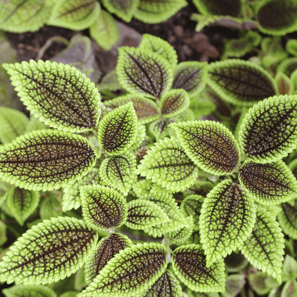 Pilea Mollis Moon Valley - 