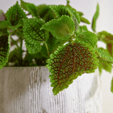 Pilea Mollis Moon Valley - 