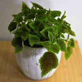 Pilea Mollis Moon Valley - 