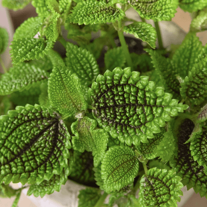 Pilea Mollis Moon Valley - 