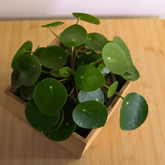 Pilea Peperomioides Ø9 - 