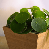 Pilea Peperomioides Ø9 - 
