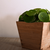 Pilea Peperomioides Ø9 - 