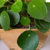 Pilea Peperomioides Ø9 - 