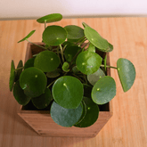 Pilea Peperomioides Ø9 - 