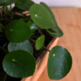 Pilea Peperomioides Ø9 - 