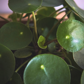 Pilea Peperomioides Ø9 - 