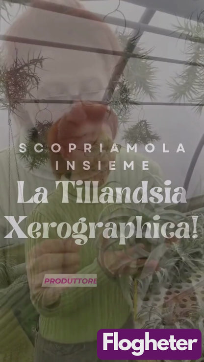 Tillandsia Xerographica