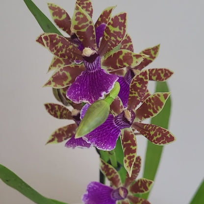 Zygopetalum Z 001