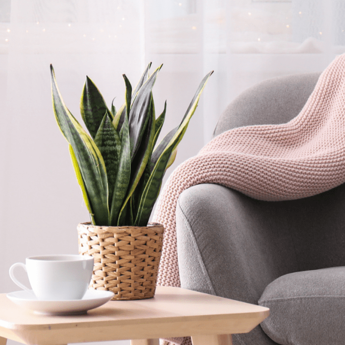 Sansevieria &quot;Futura&quot;