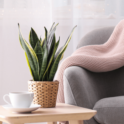Sansevieria &quot;Futura&quot;