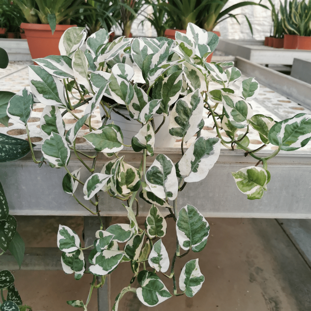 Scindapsus N&