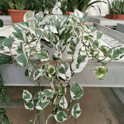 Scindapsus N&