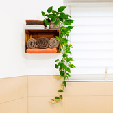 Scindapsus Pothos Aureum Ø18 Baschet - 