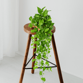 Scindapsus Pothos Aureum Ø18 Baschet - 