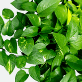 Scindapsus Pothos Aureum Ø18 Baschet - 