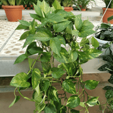 Scindapsus Pothos Aureum Ø18 Baschet - 