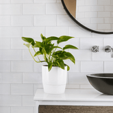 Scindapsus Pothos Aureum Ø9 - 