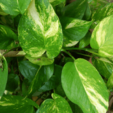 Scindapsus Pothos Aureum Ø9 - 