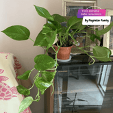 Scindapsus Pothos Aureum Ø9 - 