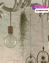 Tillandsia Usneoides - 
