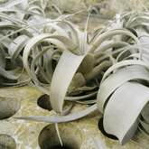 Tillandsia Xerographica - 