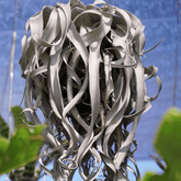 Tillandsia Xerographica - 