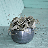 Tillandsia Xerographica - 