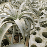 Tillandsia Xerographica - 