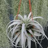Tillandsia Xerographica - 