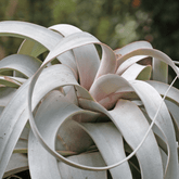 Tillandsia Xerographica - 