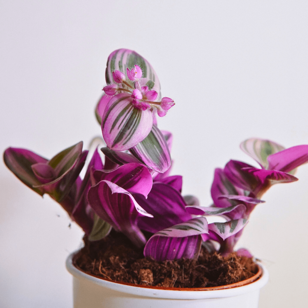 Tradescantia Albiflora Nanouk Ø9 - 