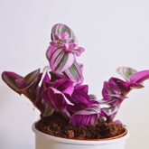 Tradescantia Albiflora Nanouk Ø9 - 