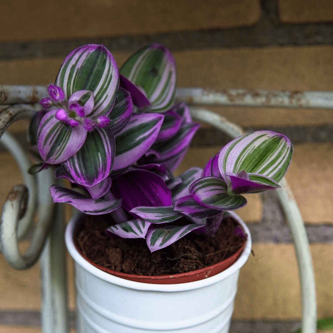 Tradescantia Albiflora Nanouk Ø9 - 
