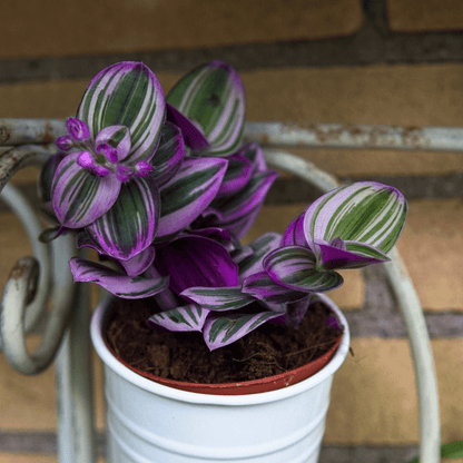 Tradescantia Albiflora Nanouk Ø9 - 