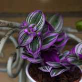 Tradescantia Albiflora Nanouk Ø9 - 