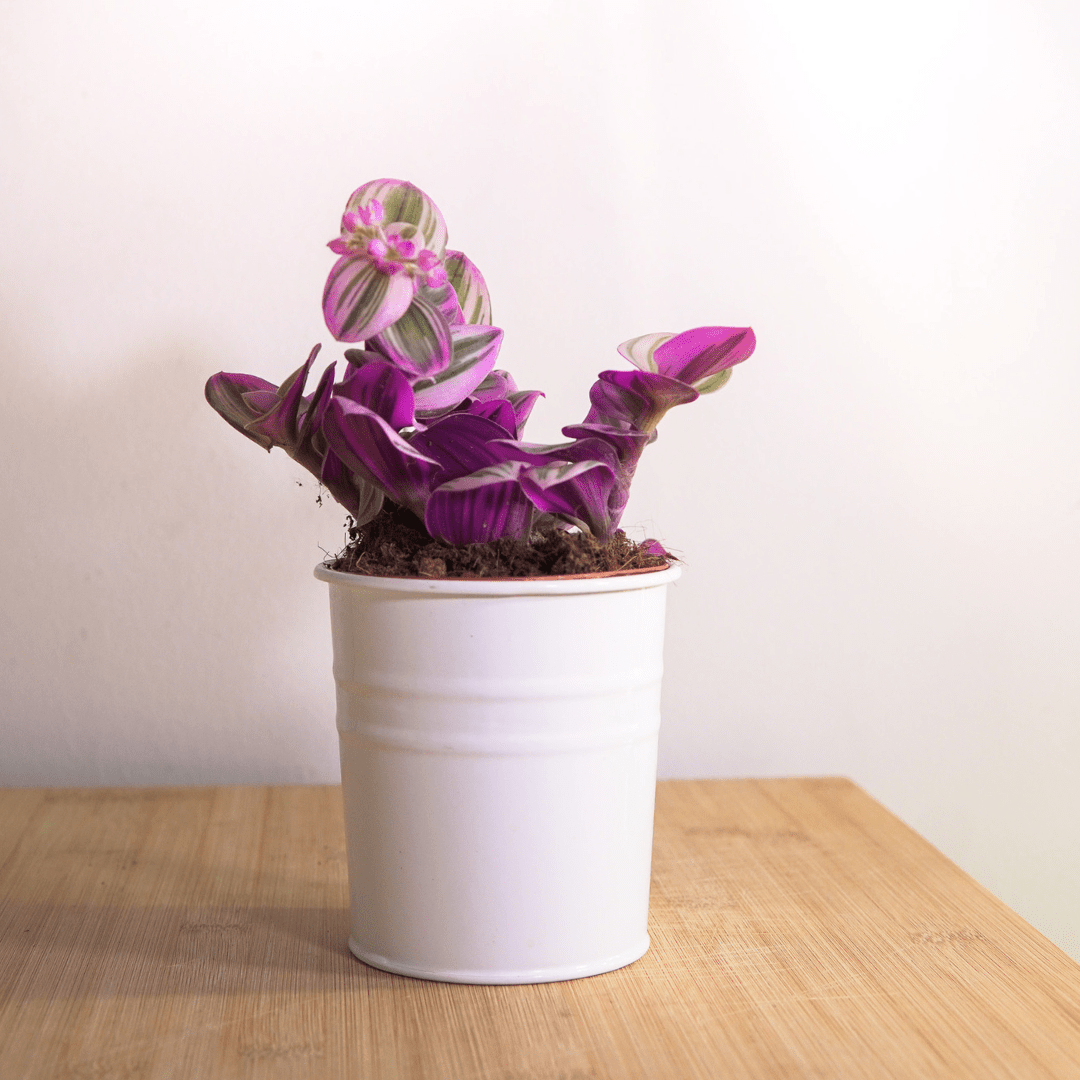 Tradescantia Albiflora Nanouk Ø9 - 