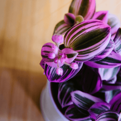 Tradescantia Albiflora Nanouk Ø9 - 