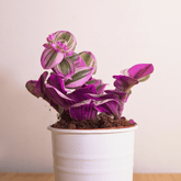 Tradescantia Albiflora Nanouk Ø9 - 
