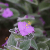 Tradescantia Sillamontana Pelosa Ø18 Baschet - 