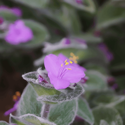 Tradescantia Sillamontana Pelosa Ø18 Baschet - 