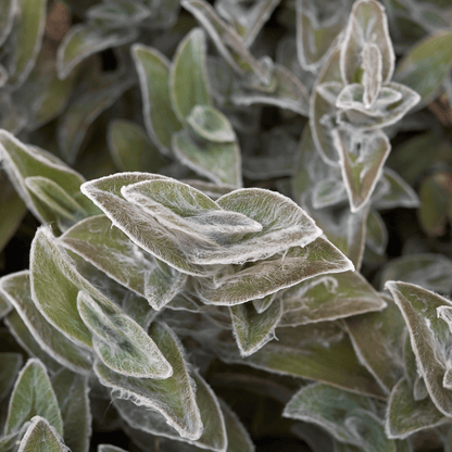 Tradescantia Sillamontana Pelosa Ø18 Baschet - 