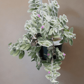 Tradescantia Sillamontana Pelosa Ø18 Baschet - 