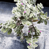 Tradescantia Sillamontana Pelosa Ø18 Baschet - 