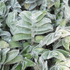 Tradescantia Sillamontana Pelosa Ø9 - 