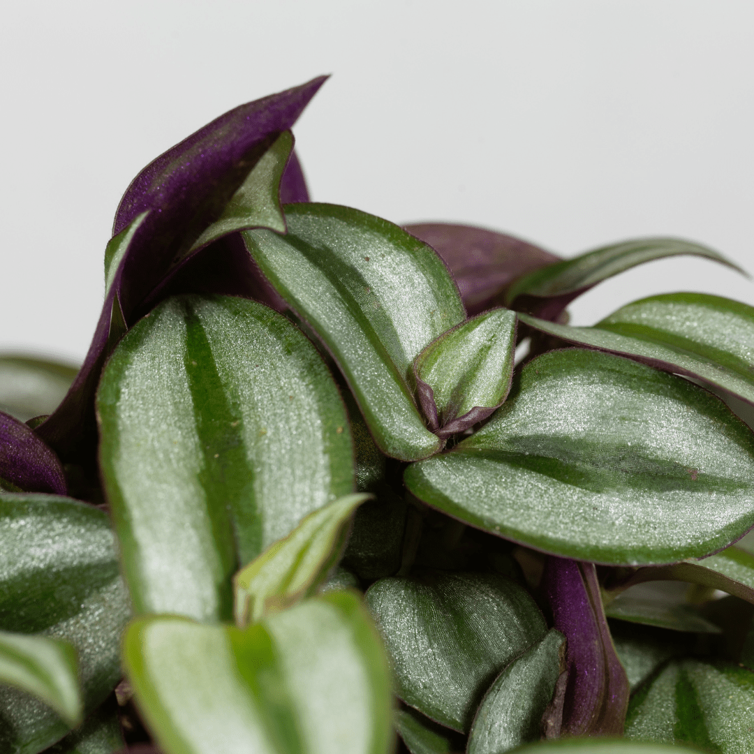 Tradescantia Zebrina Hill Ø18 Baschet - 
