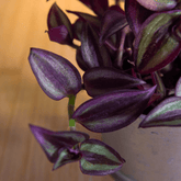 Tradescantia Zebrina Hill Ø9 - 